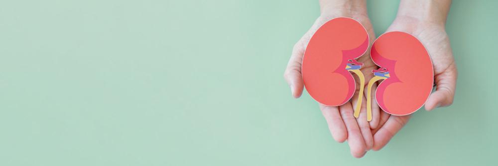 Hands holding a diagram of a kidney